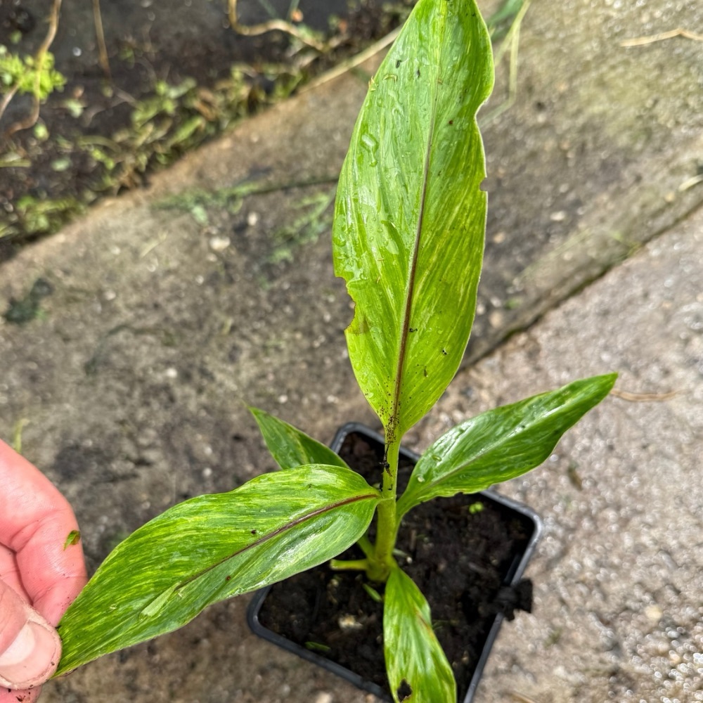 Musa sikkimensis red tiger variegated