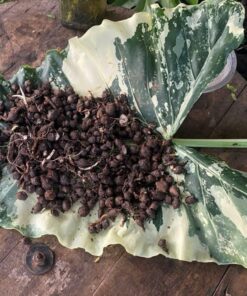Alternative view of Alocasia macrorrhiza variegated