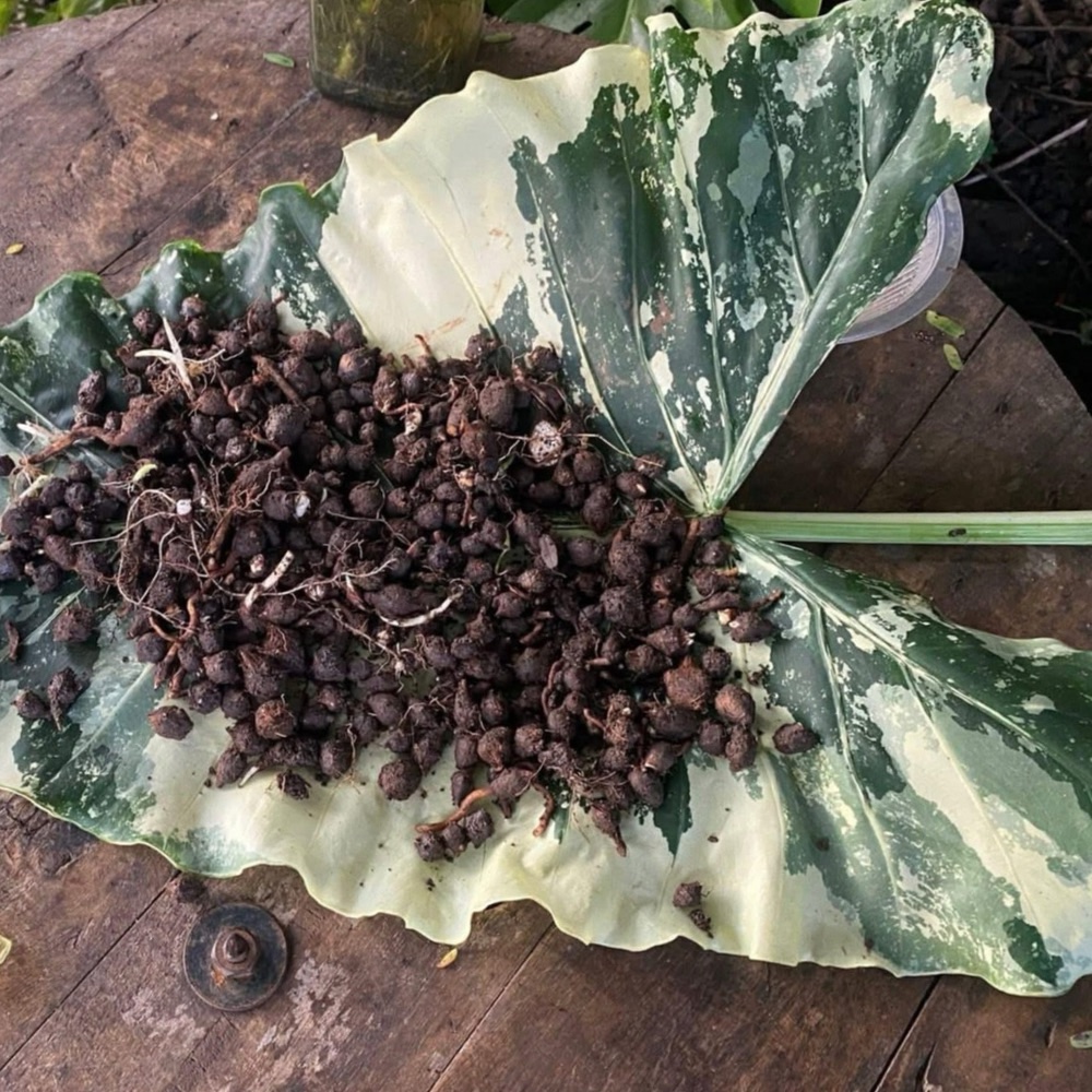 Alocasia macrorrhiza variegated - Image 2