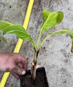 Alternative view of Musa papua white form