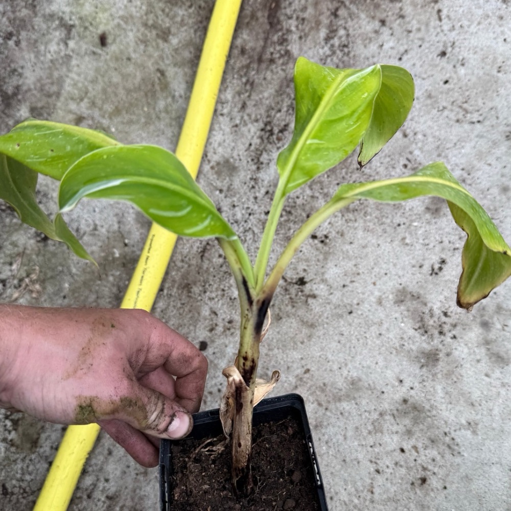 Musa papua white form - Image 2