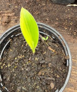 Ensete gilletii variegated?