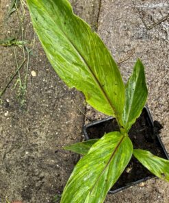 Alternative view of Musa sikkimensis red tiger variegated