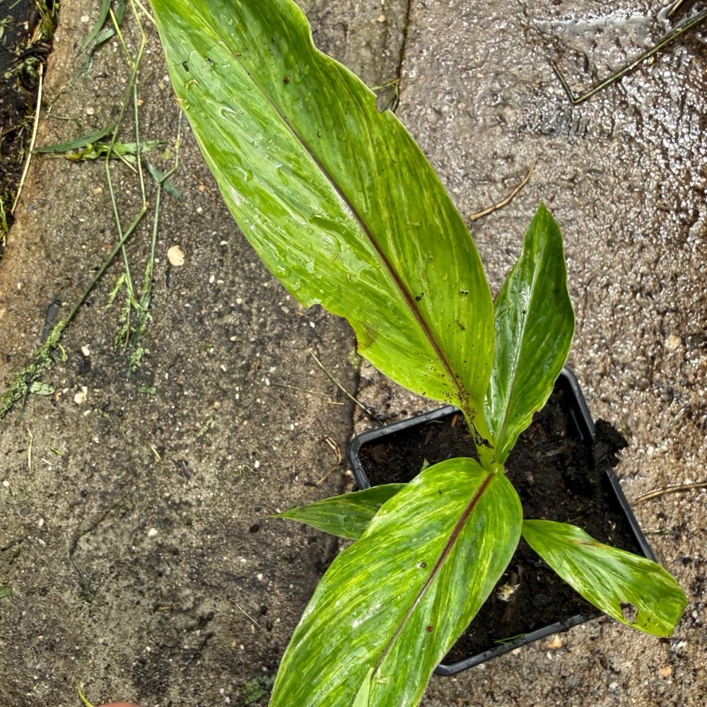 Musa sikkimensis red tiger variegated - Image 2