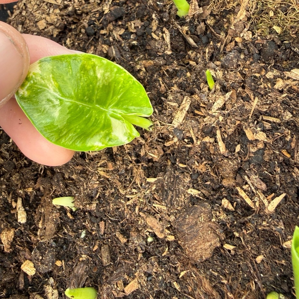 Alocasia macrorrhiza variegated