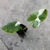Alocasia macrorrhiza variegated