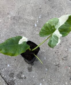 Alocasia macrorrhiza variegated