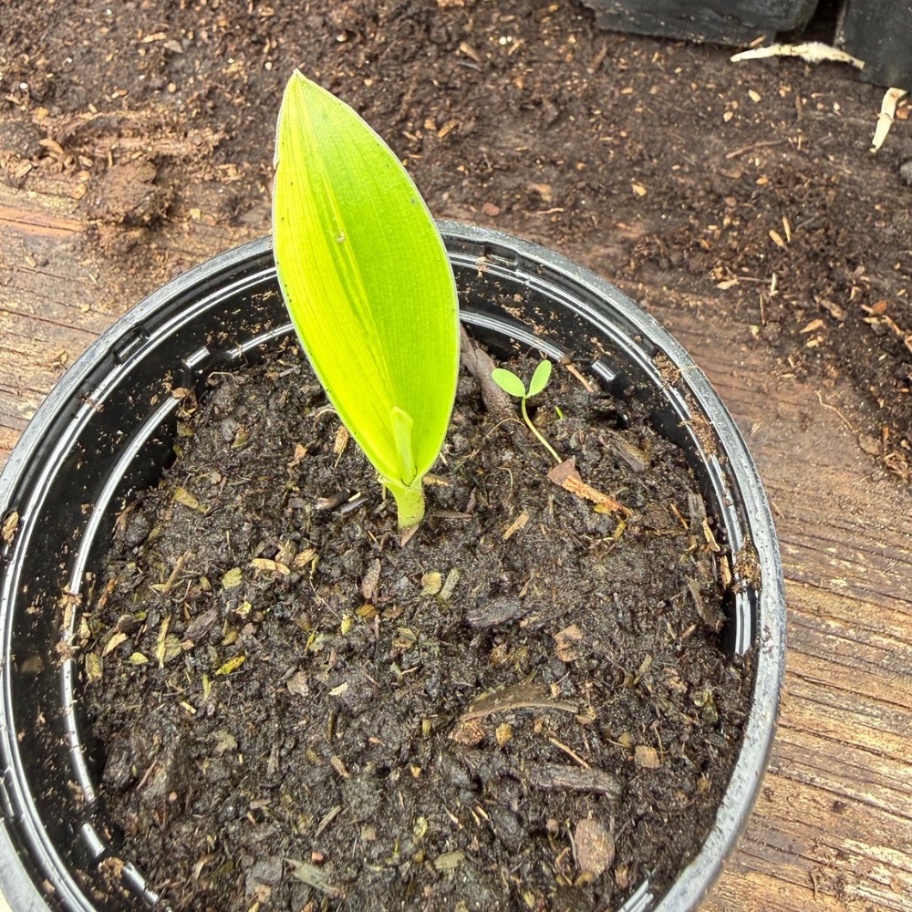 Ensete gilletii variegated?