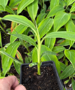 10x Musa cheesmanii summer deal!!