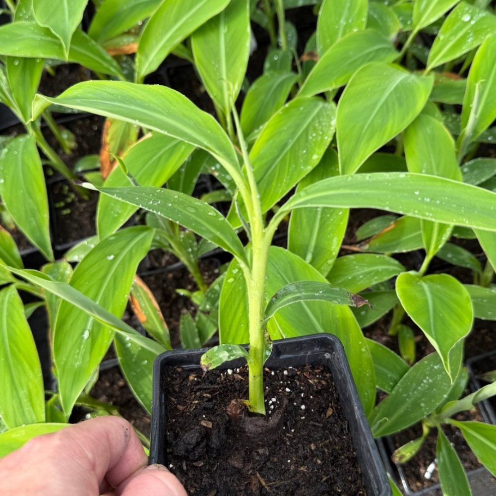 10x Musa cheesmanii summer deal!!