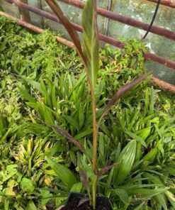 Alternative view of Musa superblack variegated