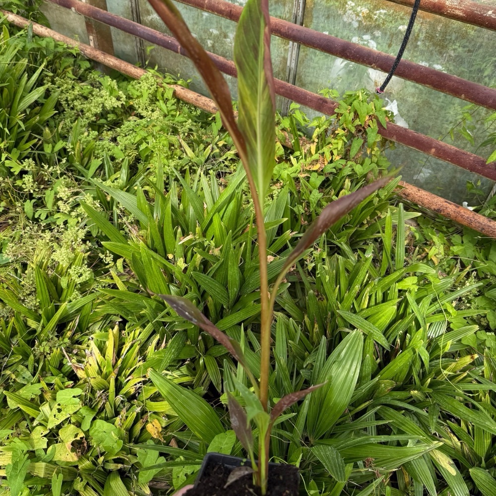 Musa superblack variegated - Image 2
