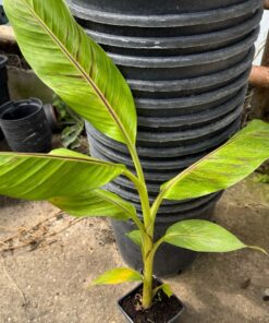 Alternative view of Musa sikkimensis red tiger marble