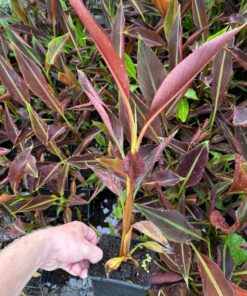 10x musa superblack summer deal !!