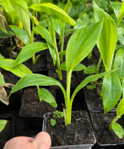 10x ensete giletii summer deal