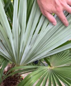 Alternative view of Trachycarpus princeps x naggy XXL