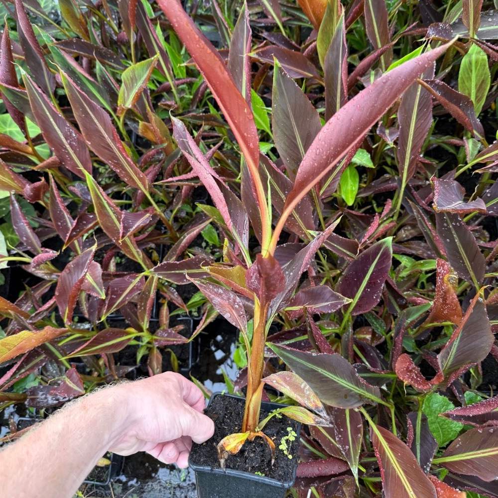 10x musa superblack summer deal !!
