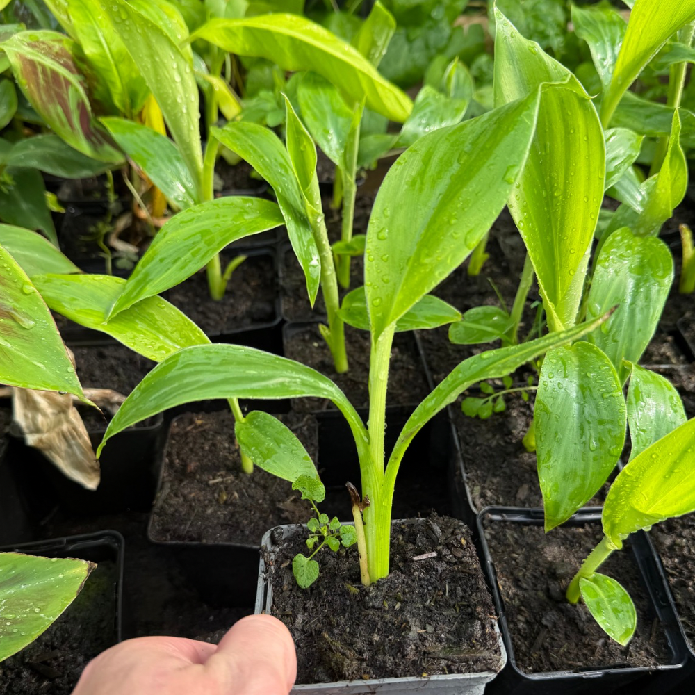10x ensete giletii summer deal