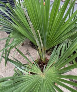 Alternative view of Trachycarpus princeps x naggy XXL