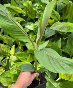 10x musa sikkimensis red tiger summer deal!