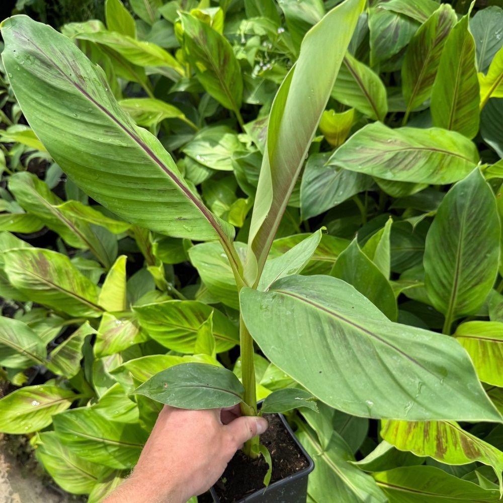 10x musa sikkimensis red tiger summer deal!