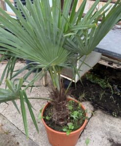 Trachycarpus princeps x naggy XXL