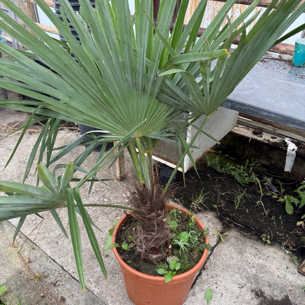 Trachycarpus princeps x naggy XXL
