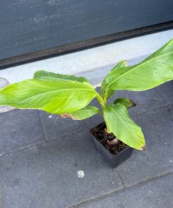 Musa auranticea summer deal