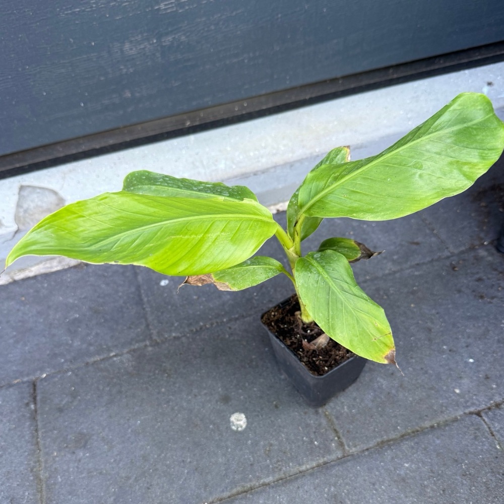 Musa auranticea summer deal