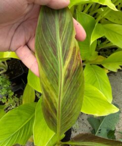 Musa superblack variegated