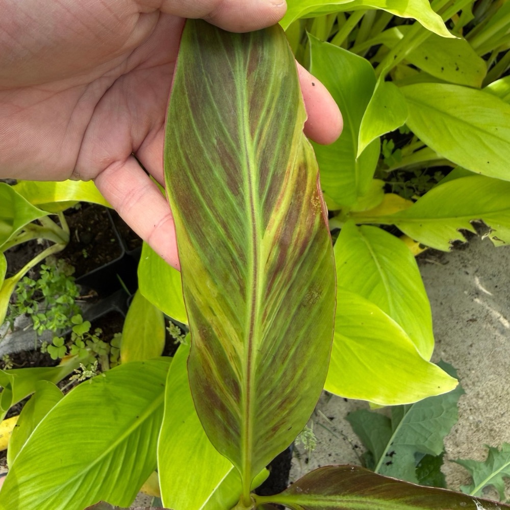 Musa superblack variegated