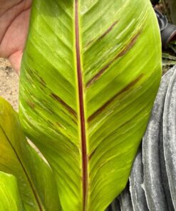 Musa sikkimensis red tiger marble