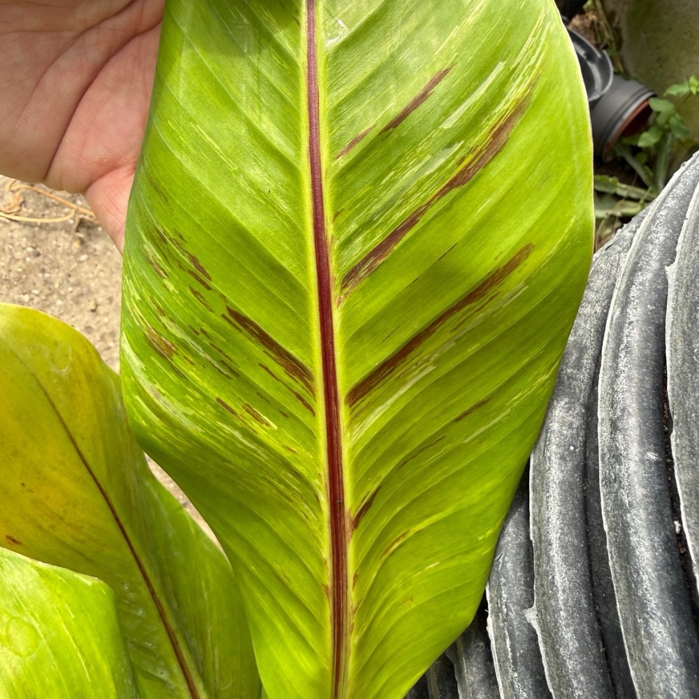 Musa sikkimensis red tiger marble