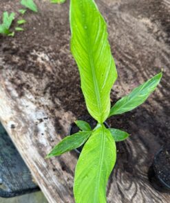 Alternative view of Musa thompsonii variegated