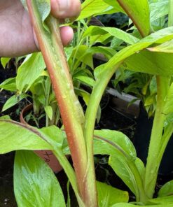 Alternative view of Musa itinerans red stem