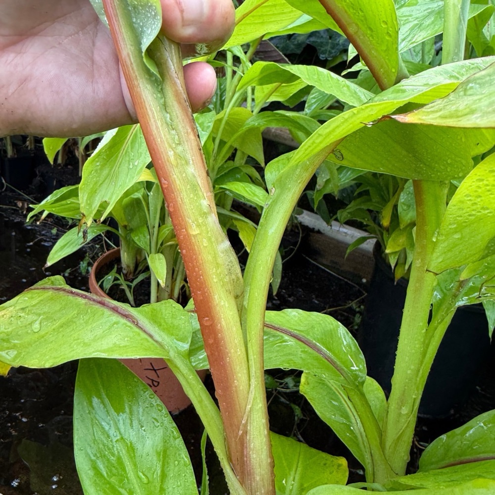 Musa itinerans red stem - Image 2