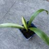 Trachycarpus fortunei variegated nr 3