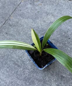 Alternative view of Trachycarpus fortunei variegated nr 3