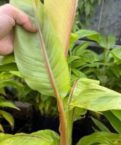 Musa itinerans red stem