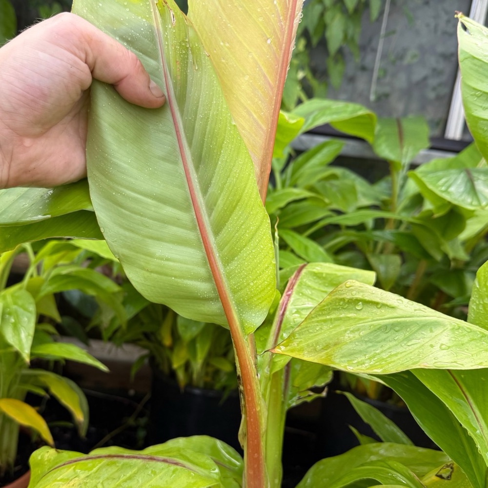 Musa itinerans red stem