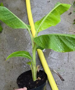 Musa giersonii medium size