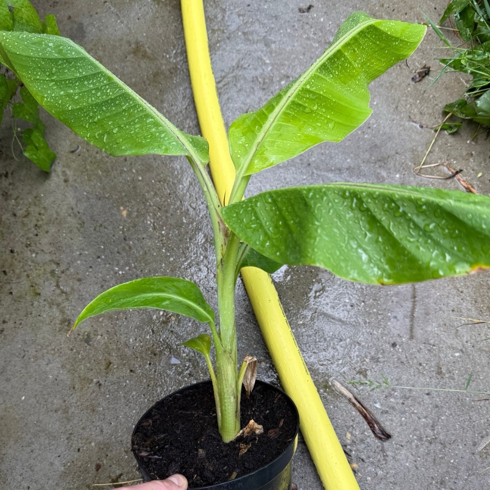 Musa giersonii medium size
