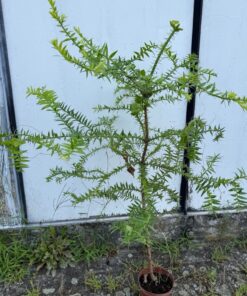 Araucaria bidwilii XXL