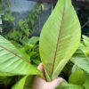 Musa itinerans red stem - Image 3