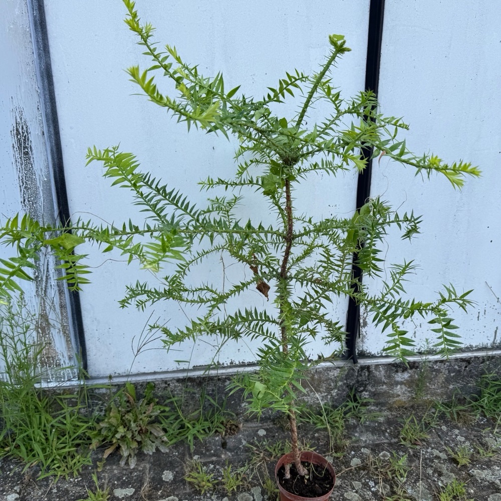 Araucaria bidwilii XXL