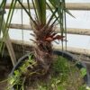 Trachycarpus nanus x winsan XXXL FLOWERED ALREADY MALE pickup preferred or ask for delivery. - Image 3