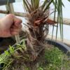 Trachycarpus nanus x winsan XXXL FLOWERED ALREADY MALE pickup preferred or ask for delivery. - Image 4