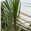 Trachycarpus nanus x winsan XXXL FLOWERED ALREADY MALE pickup preferred or ask for delivery. - Image 2