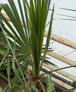 Alternative view of Trachycarpus nanus x winsan XXXL FLOWERED ALREADY MALE pickup preferred or ask for delivery.