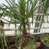Trachycarpus nanus x winsan XXXL FLOWERED ALREADY MALE pickup preferred or ask for delivery.